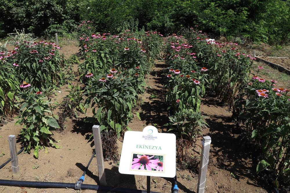 ORDU, TIBBİ VE AROMATİK BİTKİLERİN ÜSSÜ HALİNE GELİYOR